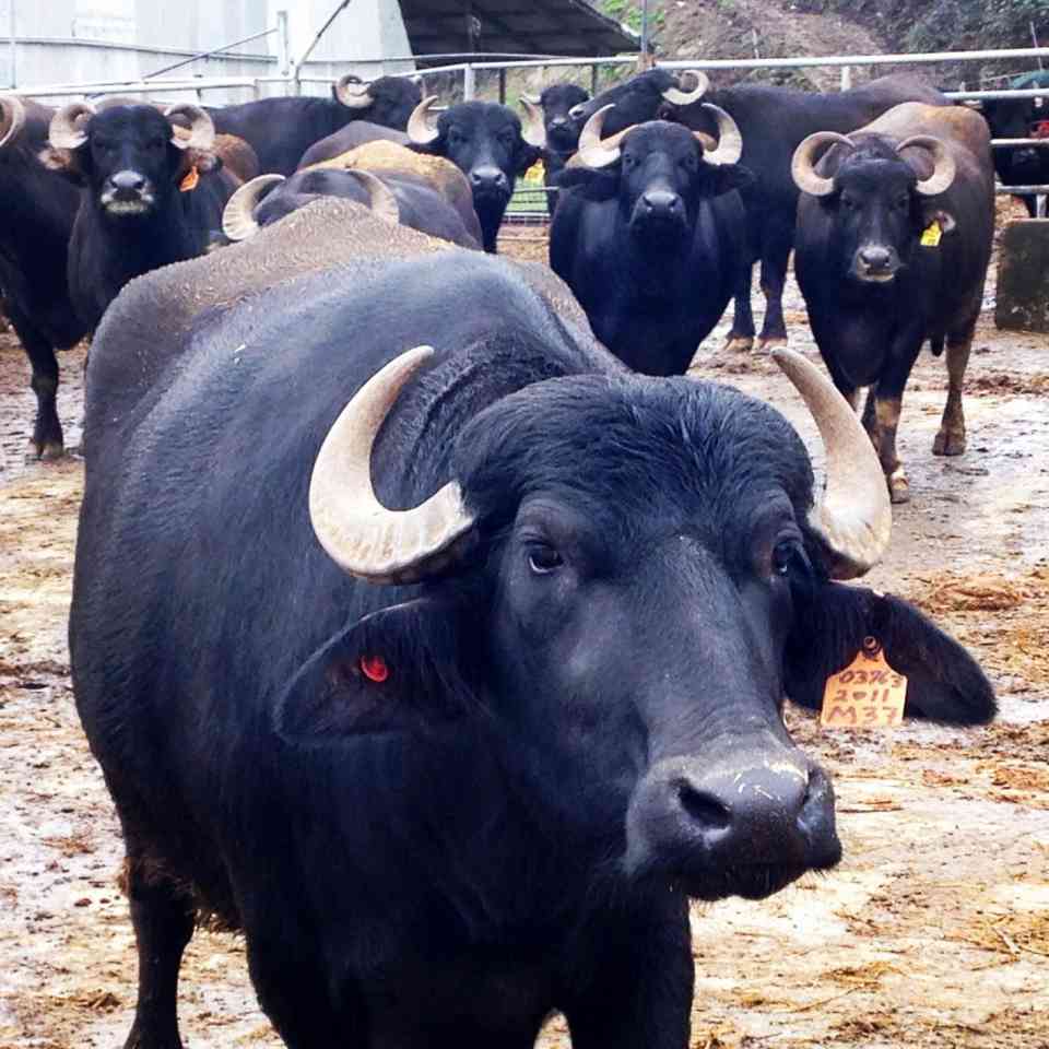 Water buffaloes 