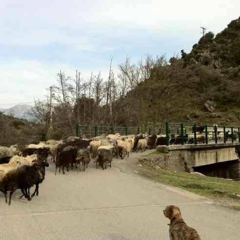 Here is a flock of dairy sheep on their way to the milking parlor up the road