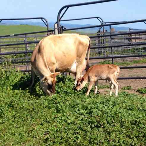 cow with calf in pasture in May at Marshall Home Ranch