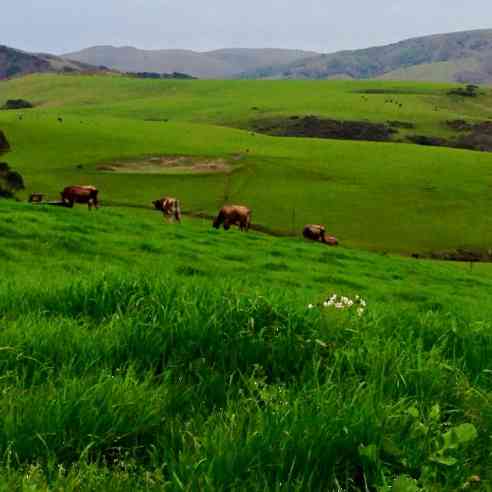 cows grazing on pasture at Marshall Home Ranch