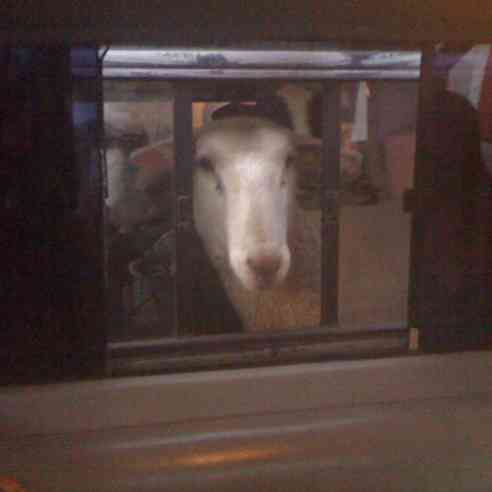 Sheep having last meal before being loaded into my truck for the journey to CA