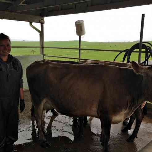 Marissa and her cows