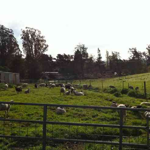Ewes on Pasture