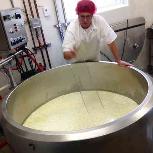 cutting the curd for Four Square mixed milk cheese
