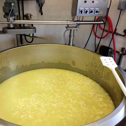 Moolicious curd in the vat