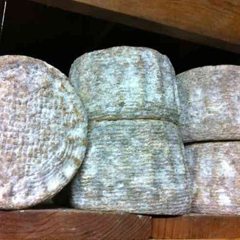 Shepherdista cheese in the aging room