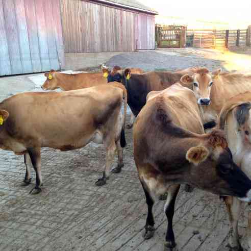 Jersey cows waiting to be milked